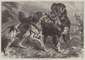 De Eerste Korhoen van het Seizoen
